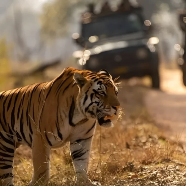 INDIAN WILDLIFE - THE CROWN & THE CLAWS